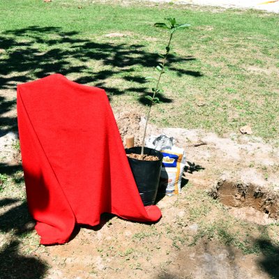 [OAB-BA planta baobá em homenagem a Esperança Garcia no Clube dos Advogados ]