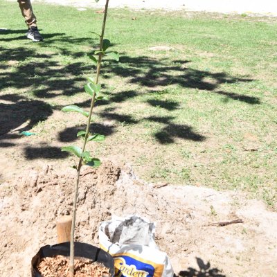 [OAB-BA planta baobá em homenagem a Esperança Garcia no Clube dos Advogados ]