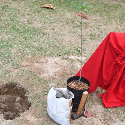 [OAB-BA planta baobá em homenagem a Esperança Garcia no Clube dos Advogados ]