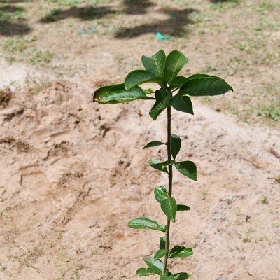 [OAB-BA planta baobá em homenagem a Esperança Garcia no Clube dos Advogados ]